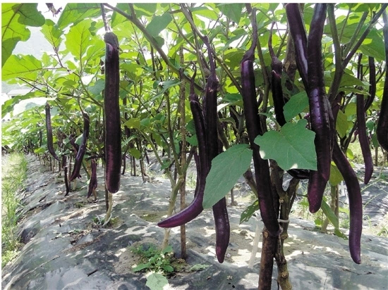 眼下正是山地茄子上市的季节,在龙泉市八都,安仁等地,茄子交易红火.