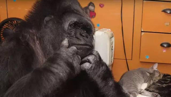 (组图)全世界最聪明的大猩猩收养了喵宝宝 网友
