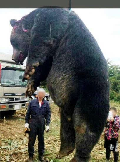 日本巨熊被射杀 3米高0.4吨重 一掌拍死一只鹿