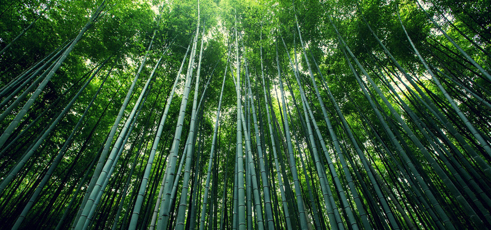 绿色的竹林 竹海 竹子 竹叶 护眼自然风景桌面壁纸