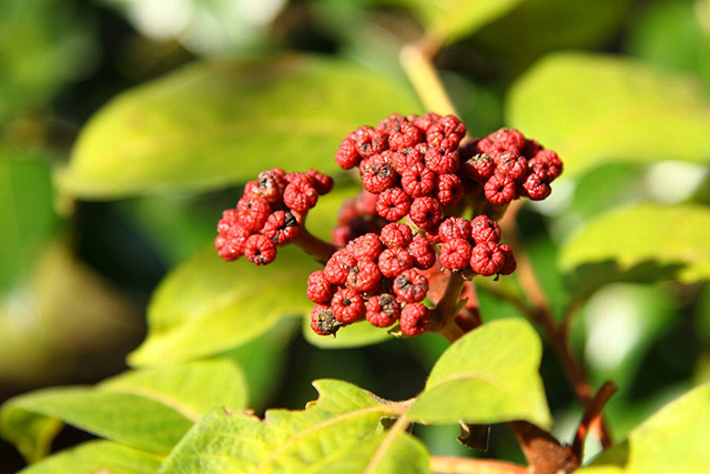 重阳节插的 是什么茱萸?