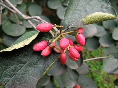 登高 赏菊 插茱萸 重阳节的习俗都是怎么来的?