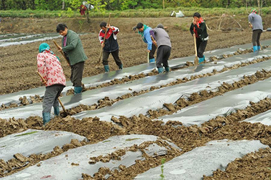 浙江省嘉兴市农民在当地的浙江现代农业科技园区进行春播春种劳作(4月