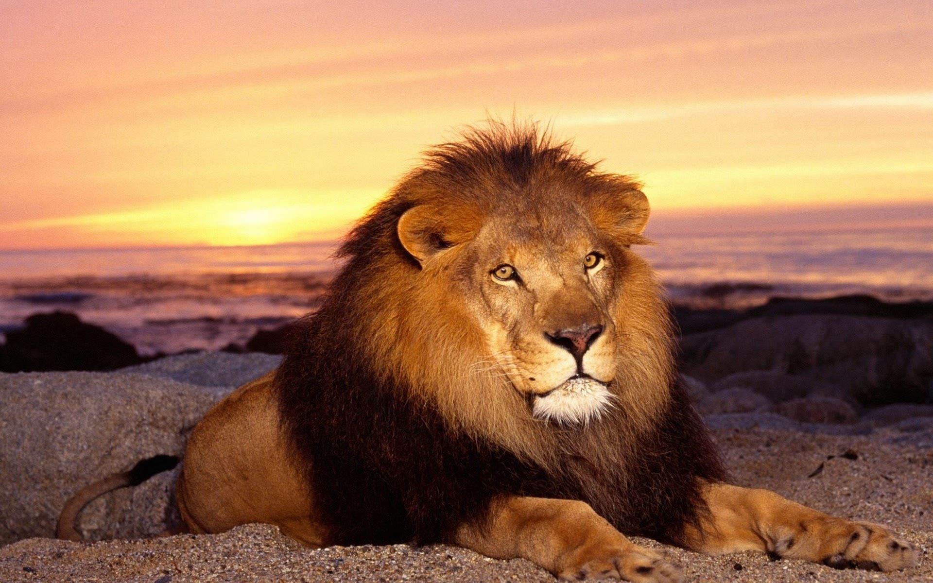 狮子(lion)