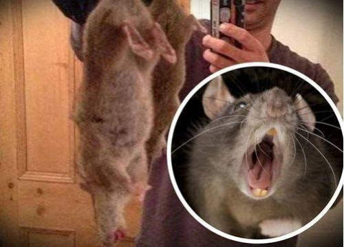 超级大老鼠入侵在英国居民中引发了恐慌,人们担心鼠药都已经无法发挥