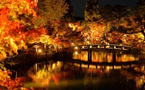 日本京都举行夜间赏红叶活动 展现别样秋景图