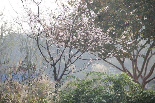 去处 去上海植物园看樱花 假装还在春天