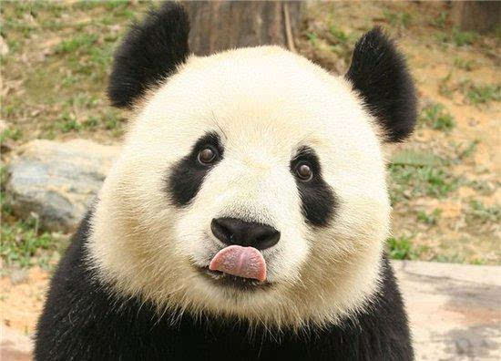 中国科学家破解熊猫语言 雄性熊猫求偶叫声如