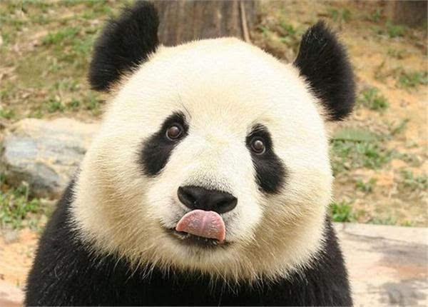 科学家破解熊猫语言 求偶声音听醉了
