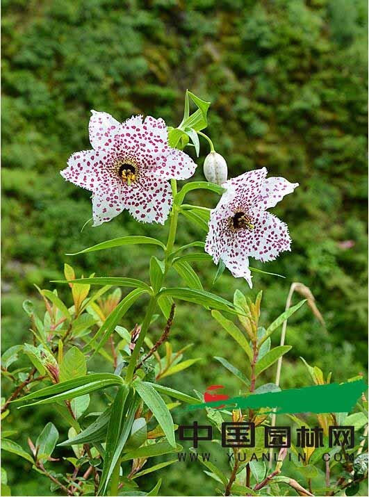 云南植物-曾在野外滅絕百年，如今在云南深山怒放！這些美麗又瀕危的花，你認識幾種？