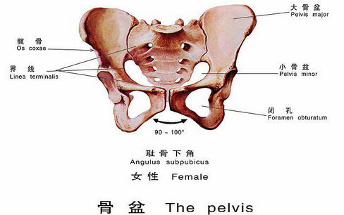 先来了解女性的骨盆 骨盆(pelvis):由左,右髋骨和骶,尾骨以及其间的