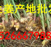山东生姜全国=近期生姜行情价格走势哪里买牛肚牛百叶图片