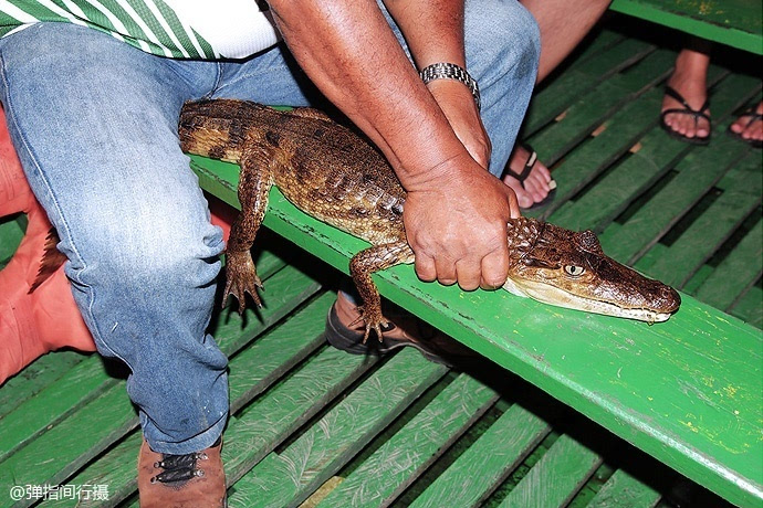 【猎奇巴西】体验亚马逊原住民捕捉鳄鱼刺激之
