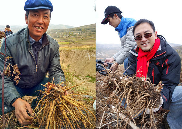 在种植户的指导下,感受原生态美景,亲手采摘,辨识,晾晒,品尝新鲜当归