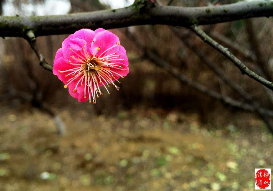 【分享】江南无所有,聊赠一枝春.