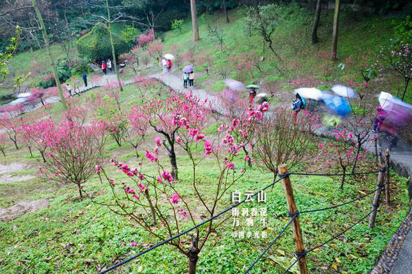 到了山顶的长廊上,桃树们越发粗壮起来.