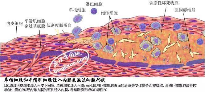 内皮组织破损之后,血管内皮下的促凝物质--胶原蛋白暴露出来,并且激活