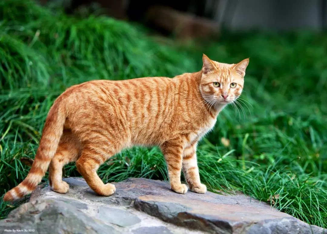 "中华田园猫"是对中国本土家猫类的统称.