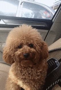 搞笑GIF趣图：别，我还没扎安全绳呢