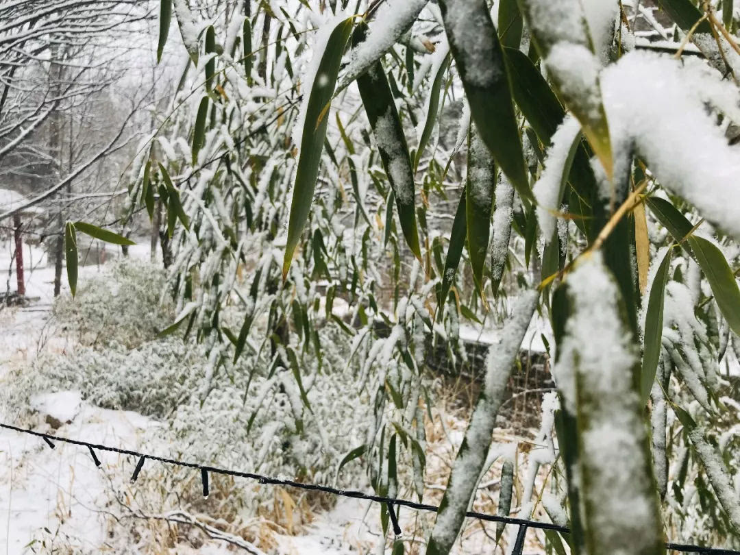 一场春雪，白云山美出了新境界