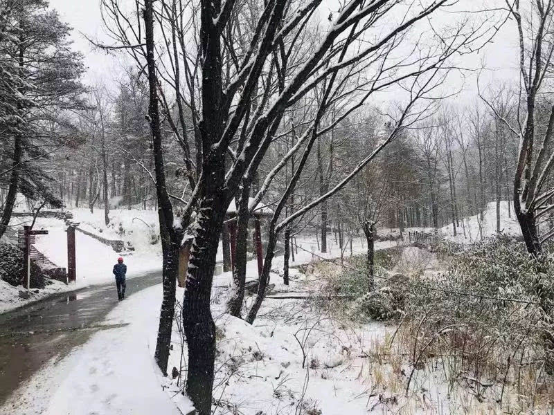 一场春雪，白云山美出了新境界