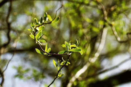 春醉龙峪湾 遇见花开遇见你