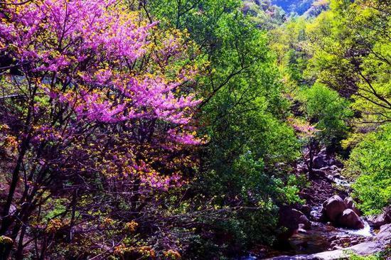 春醉龙峪湾 遇见花开遇见你