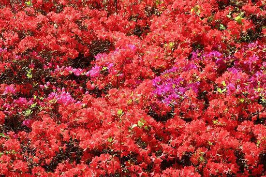 春醉龙峪湾 遇见花开遇见你