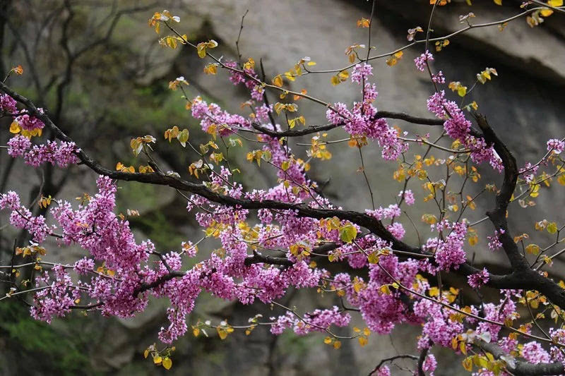 4月27日网红集结龙峪湾，带你涨粉带你玩！