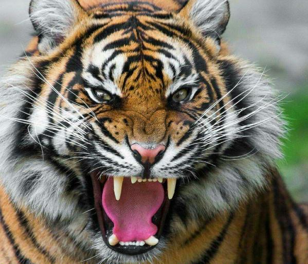 白马怕青牛，蛇遇猛虎如刀断，生肖配对禁忌及化解