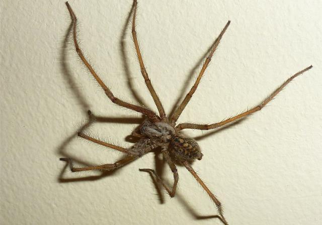 蜘蛛并非家庭害虫,看似凶恶的背后,却是它在默默守护你的家