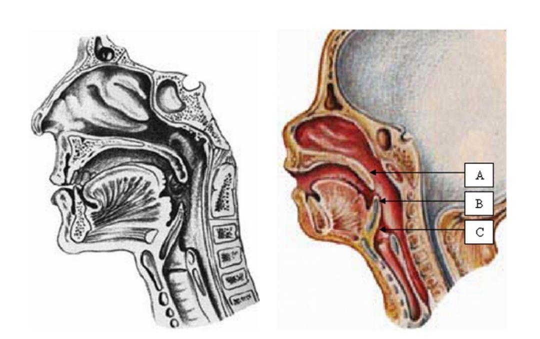 位置,靠近舌根,会厌相对狭窄而松软,靠近上颚,他们的咽部和声门上组织