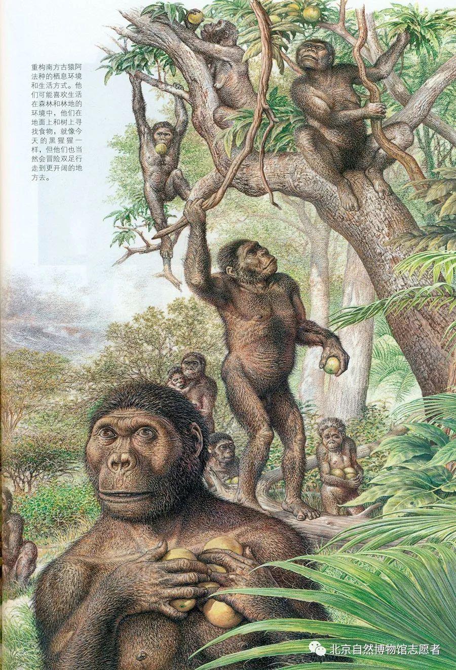 新闻详情 ▲ 人类早期祖先之一南方古猿想象图.