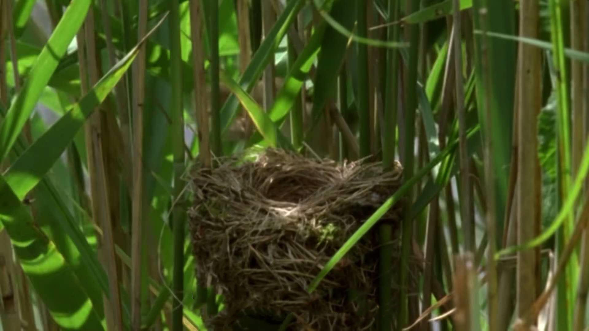 达尔文曾指出, 布谷鸟借巢产蛋的奇特天性,是由它们祖先进化而来.