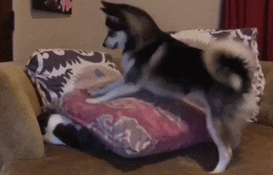 二哈干啥啥不行,撩完就跑第一名,猫和猪都气炸了