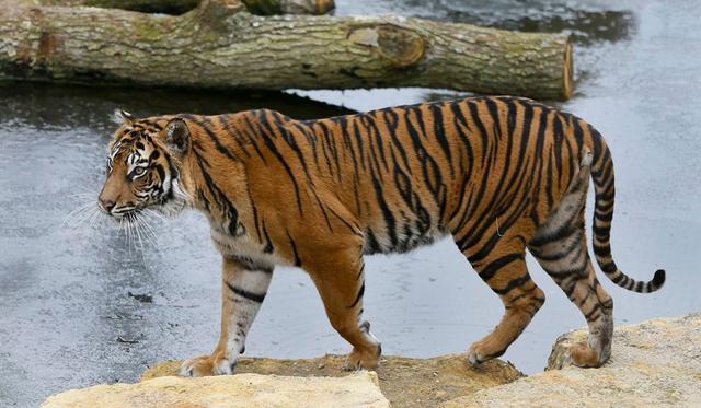 如果一只老虎没有尖牙和利爪,还能对人构成威胁吗?