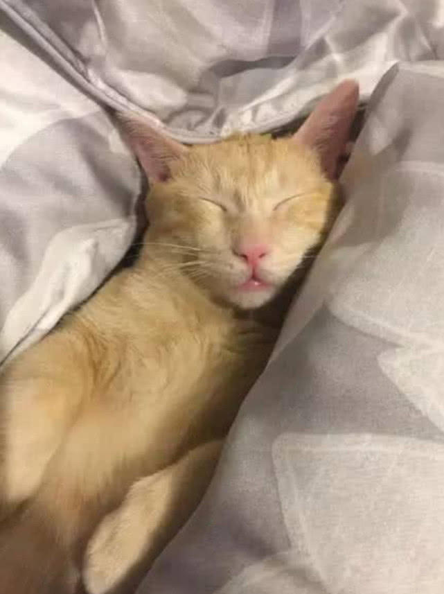 猫咪睡在床上叫不醒,主人突然想出坏点子,猫咪秒变喜剧大师!