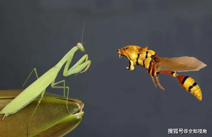 遇到克星了?大虎头蜂猝不及防,被螳螂秒杀,吃得只剩残肢!