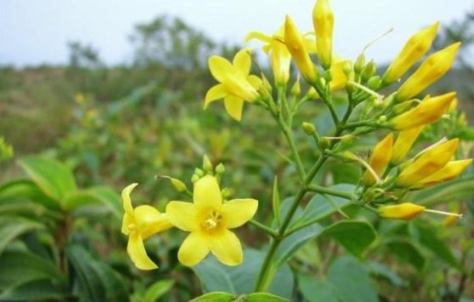 告诉家人,野外碰见开"小黄花"的植物,别碰,有剧毒