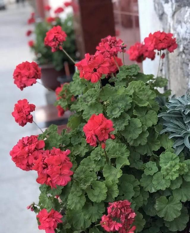 春天必养的8种花,开花太疯狂,真怕累累坏它!