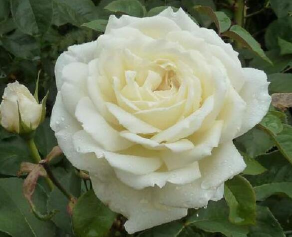 要闻 正文  月季品种名称:珍妮莫罗 珍妮莫罗月季的花色:白色 珍妮莫