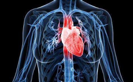 心脏正确位置图:心脏在人体什么位置