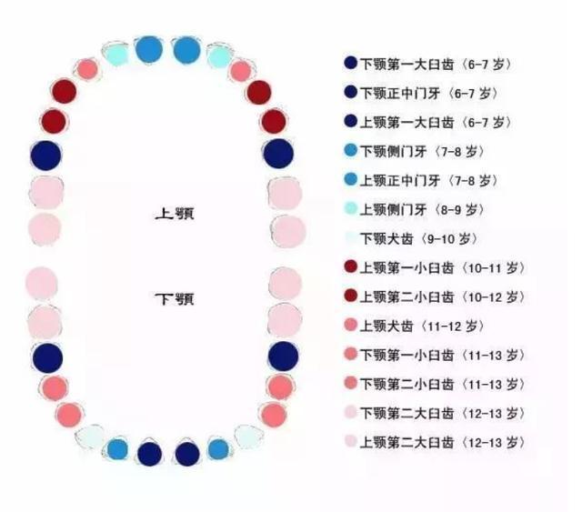 即中切牙,第一磨牙也慢慢长出; 8-9岁:开始长出侧切牙;10-12岁的儿童