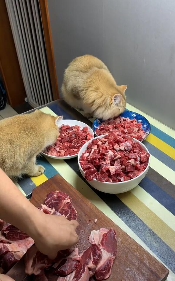 两只猫上桌吃牛肉 应有尽有 几斤牛肉把猫咪乐坏了 搜狐新闻