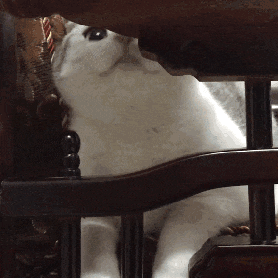 搞笑gif,舍友的男朋友从来没让我失望过然后就