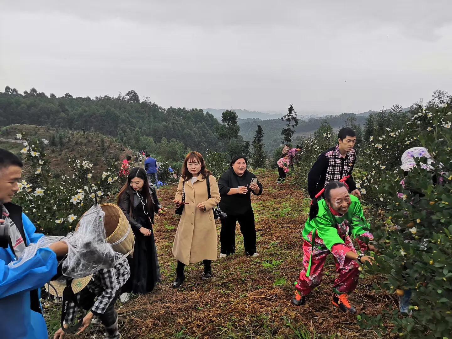 乐山油茶采摘节引领产业助农增收 杰心集团活动很接地气