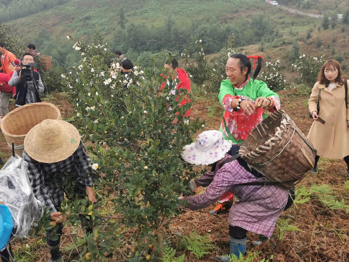 乐山油茶采摘节引领产业助农增收 杰心集团活动很接地气