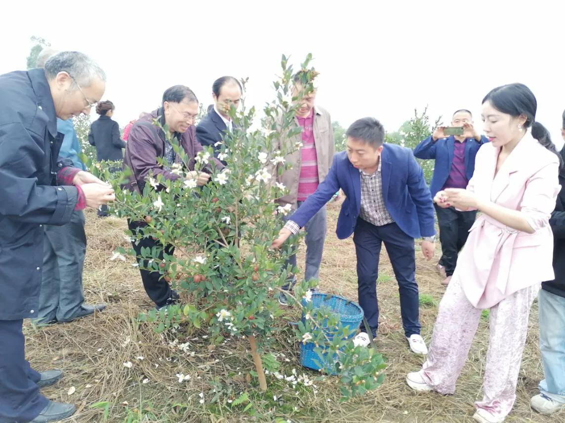 乐山油茶采摘节引领产业助农增收 杰心集团活动很接地气