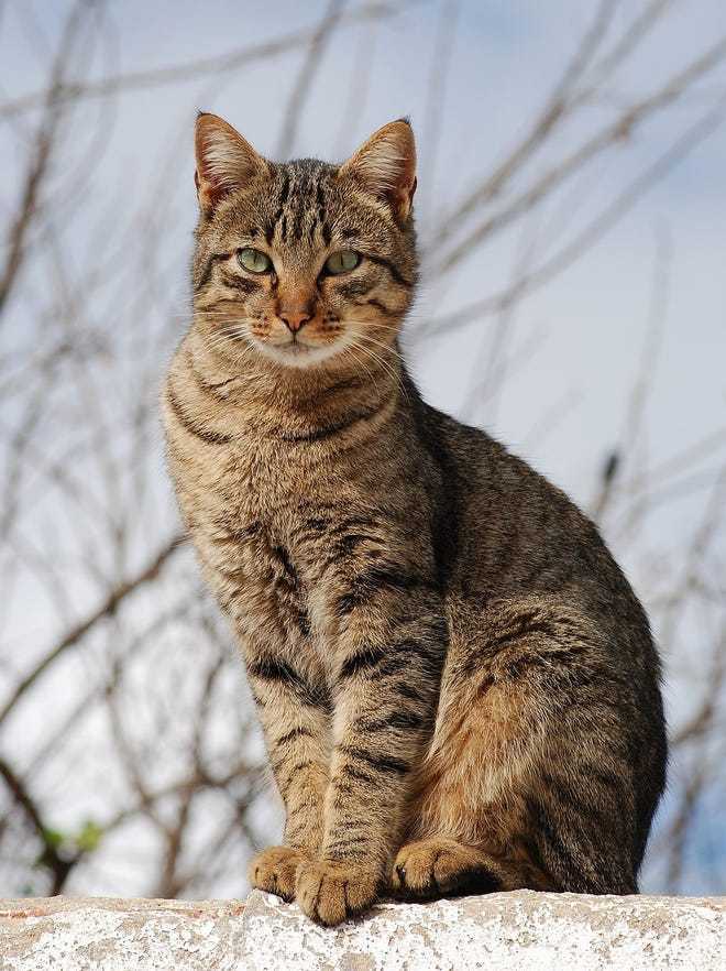 猫交配为什么叫声凄惨 狗为什么背靠背 人类和它们有什么不同 搜狐新闻