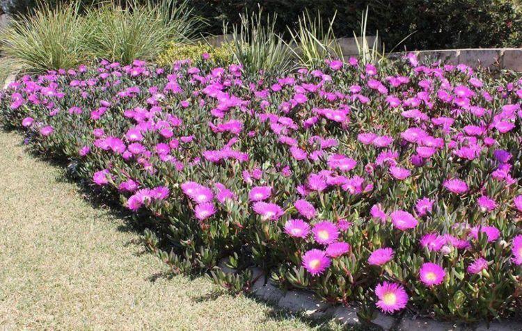 6种植物铺在地面上就能不断开花繁殖 还能避免杂草长出来 搜狐新闻